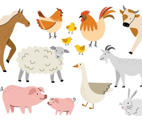 Animalele domestice în spaniolă